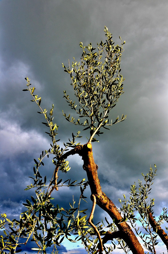 111 - Toscane