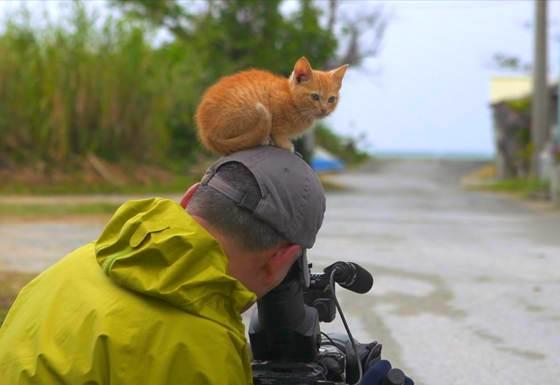 Foto blog fotografo di animali fa amicizia con un gattino amorevole 4